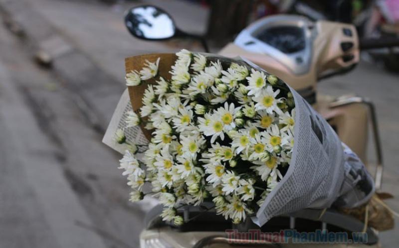 Hoa cúc họa mi trắng nhỏ, loài hoa biểu tượng của mùa đông Hà Nội với vẻ đẹp giản dị tinh khôi